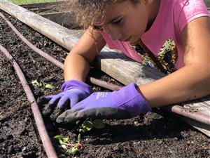 Solana Vista students working in the school garden 